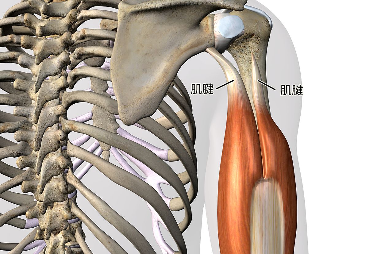肱骨聯(lián)合肌腱組成圖
