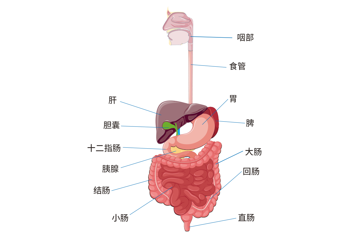 肚臍上方一寸疼痛是胃還是腸圖片