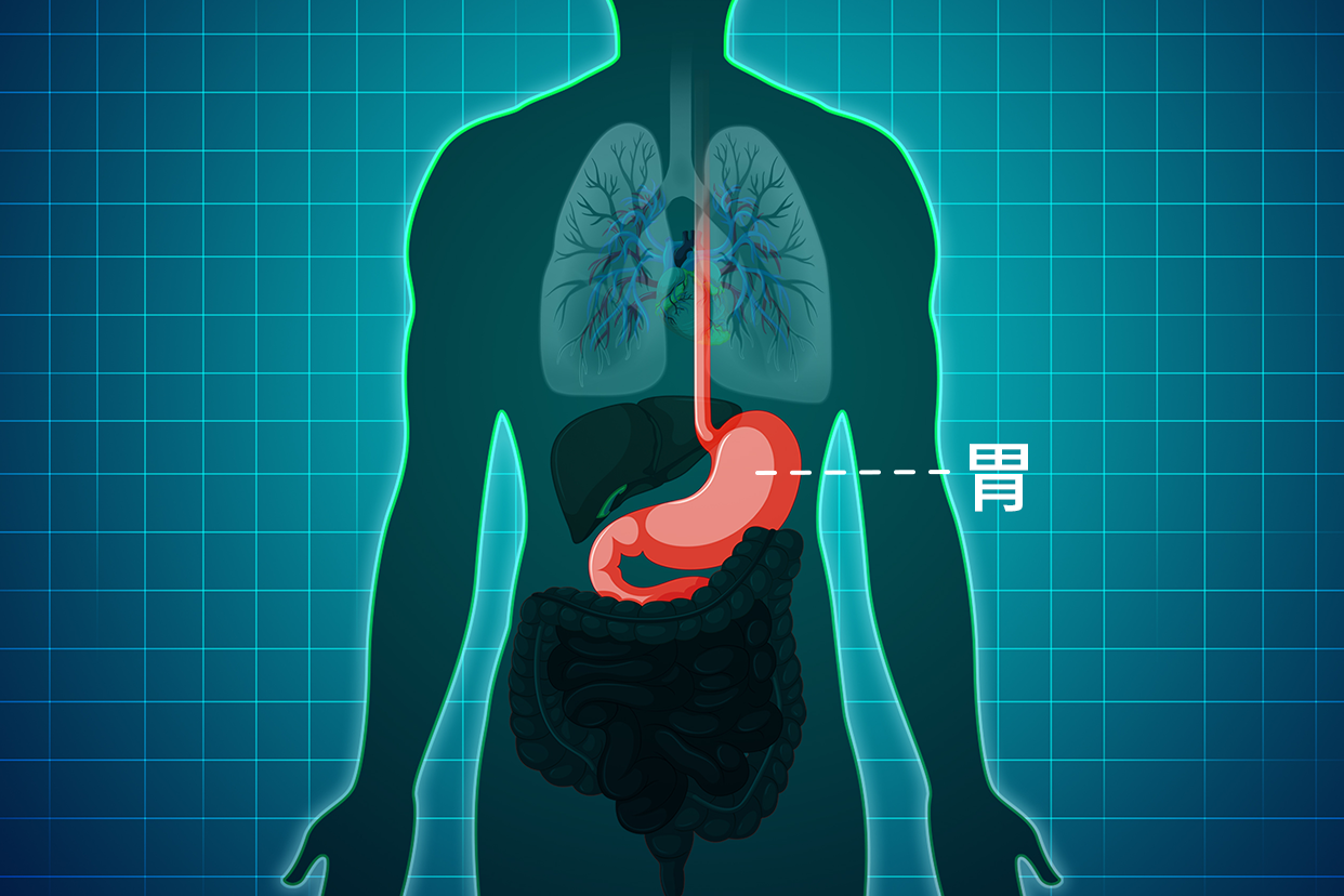 胃長(zhǎng)在身體哪里圖片