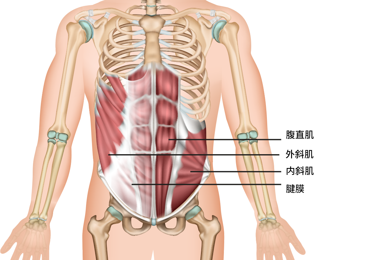 腹壁前外側(cè)位置圖片