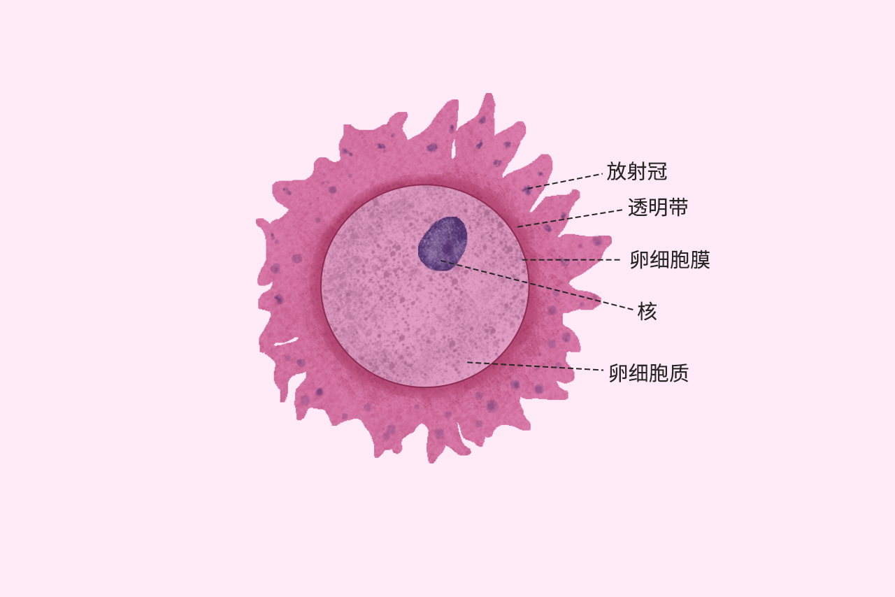 卵細胞結構圖