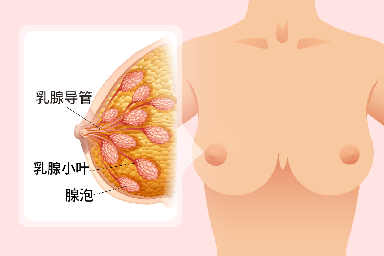 乳腺构造示意图
