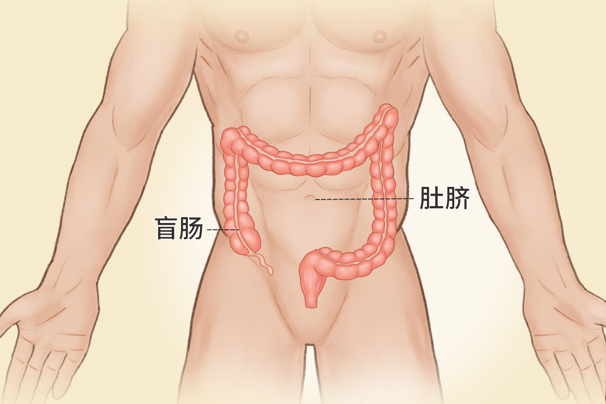 盲腸與肚臍相對位置圖