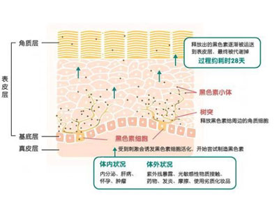 频繁去角质肌肤会变嫩?