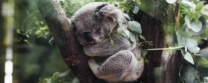 树袋熊一天睡几个小时 树袋熊一天睡几个小时觉