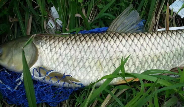 草魚與什么魚混養(yǎng)比較好