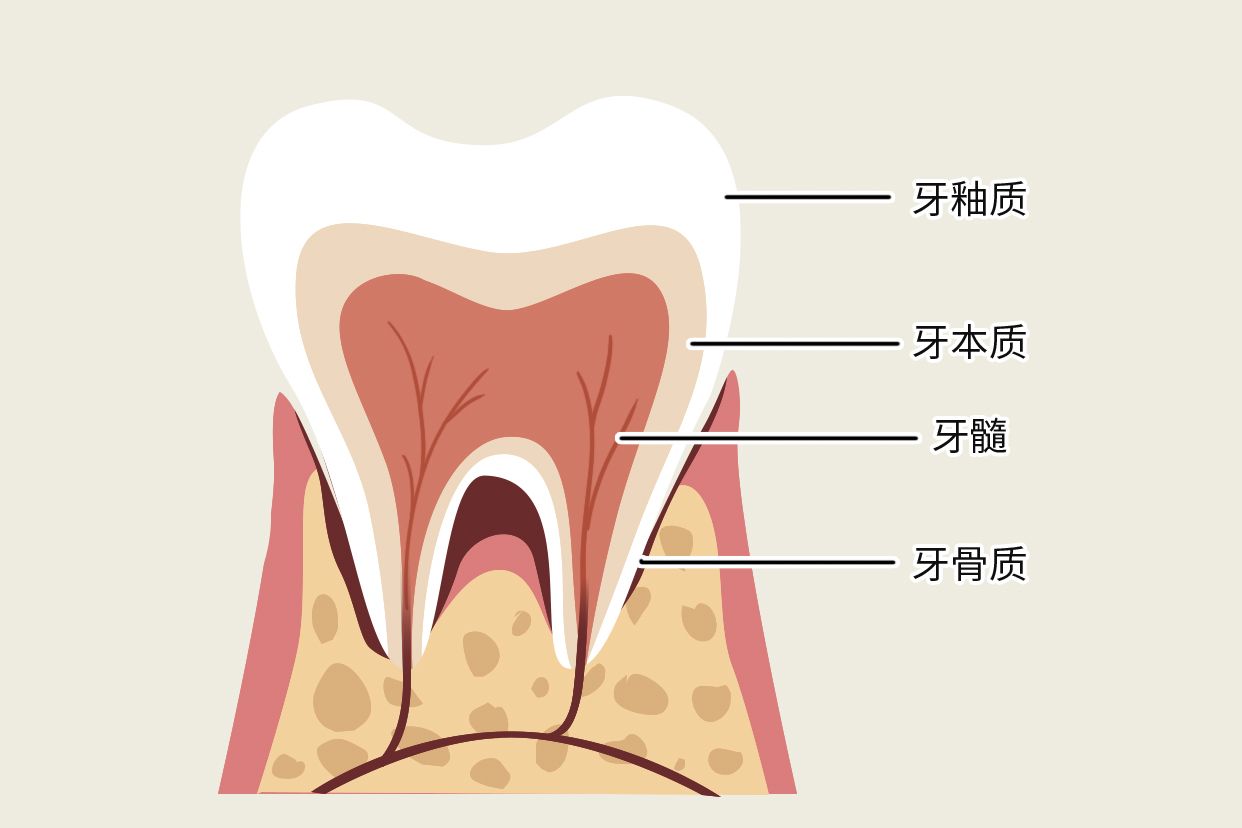 牙骨質(zhì)牙本質(zhì)界示意圖