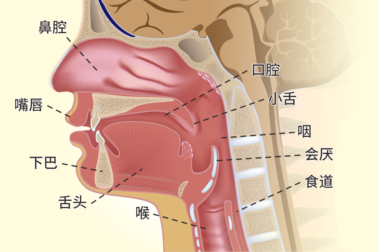 食道橫切結(jié)構(gòu)圖