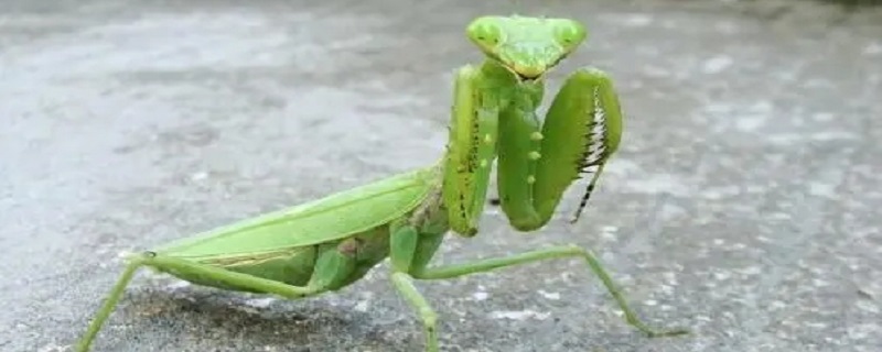 螳螂能打死吗 螳螂能打死吗视频