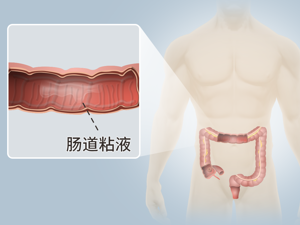 腸壁圖片 小腸壁圖片