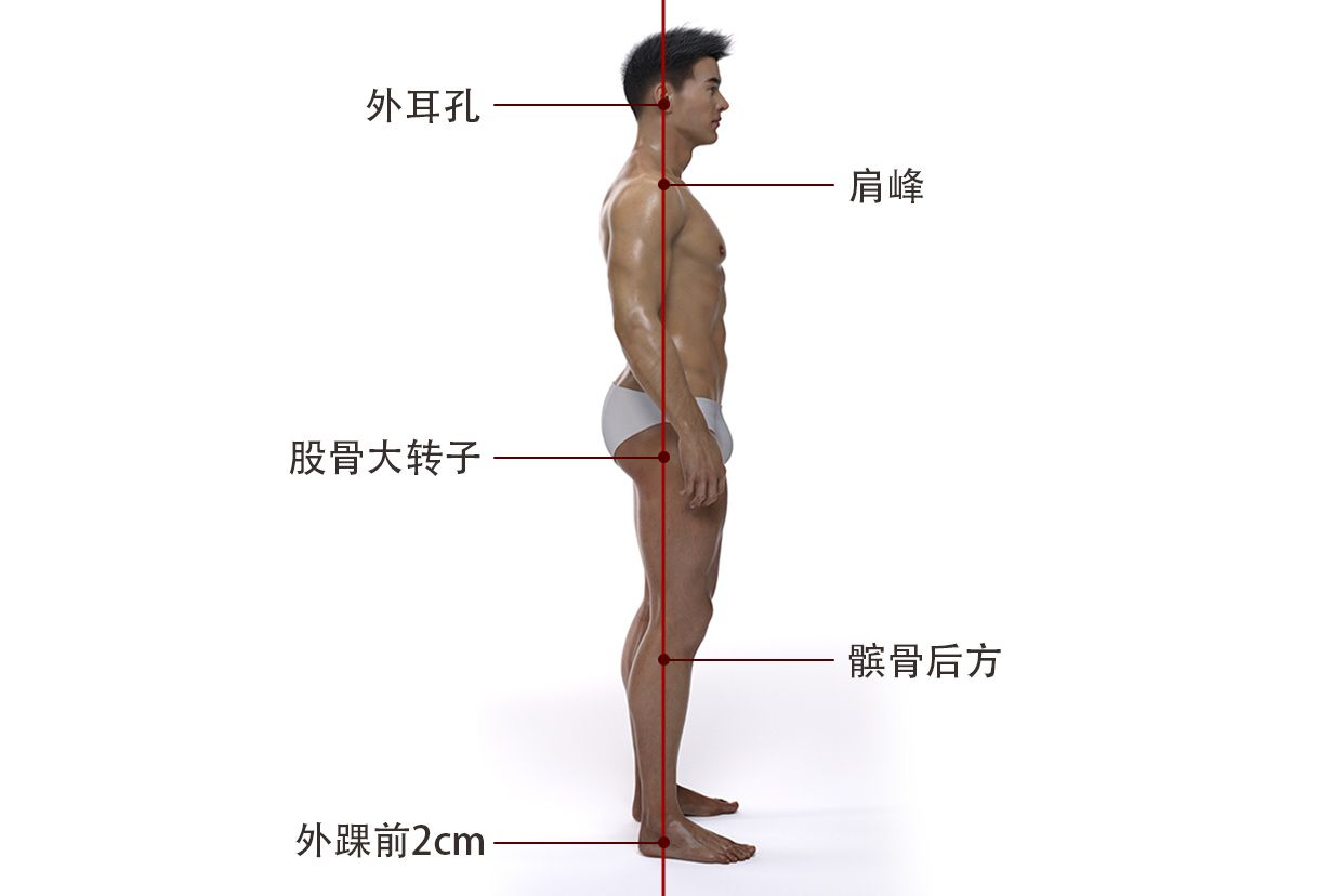 人体正常力线图示