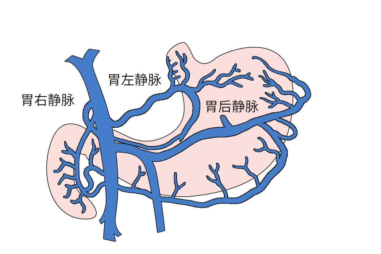 胃血管解剖圖高清圖