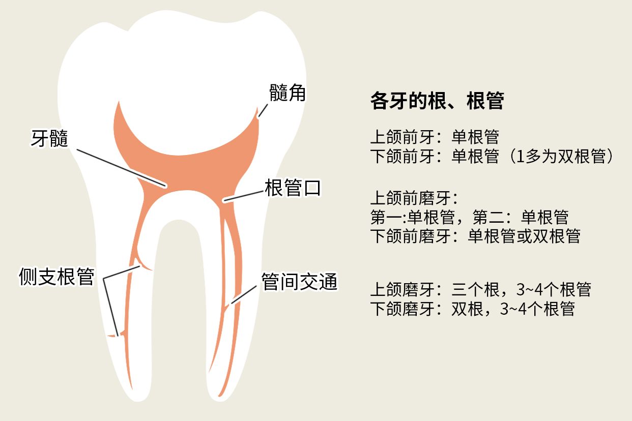 后牙一般幾個根管圖片