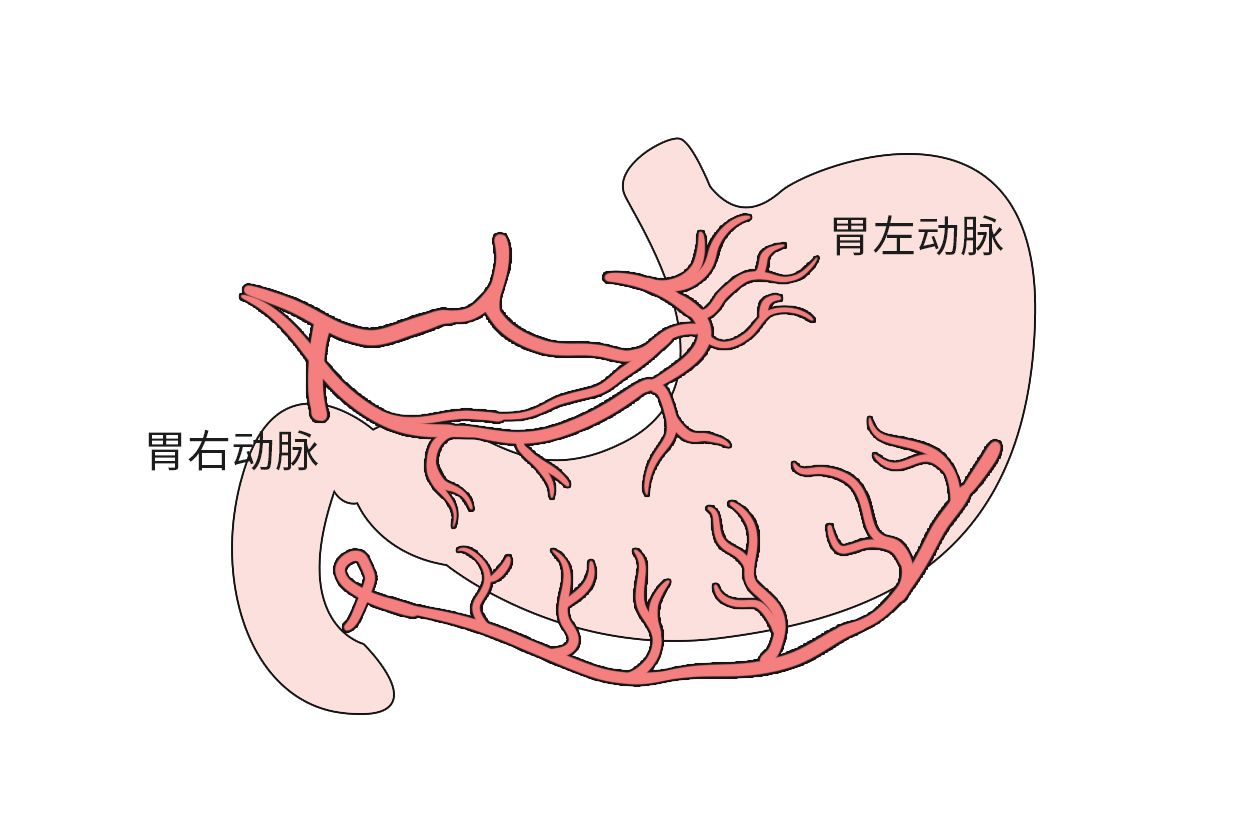 胃血管解剖圖高清圖