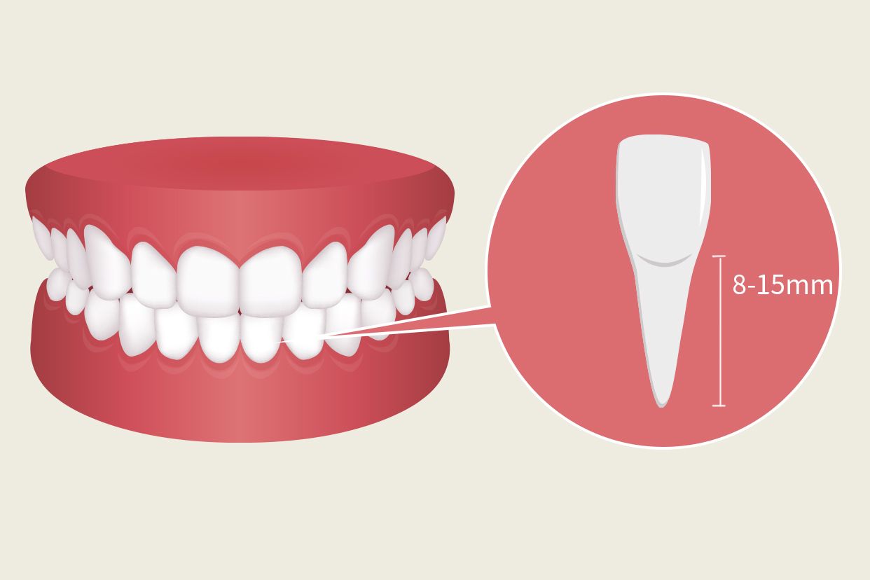 下門牙牙根有多長圖片