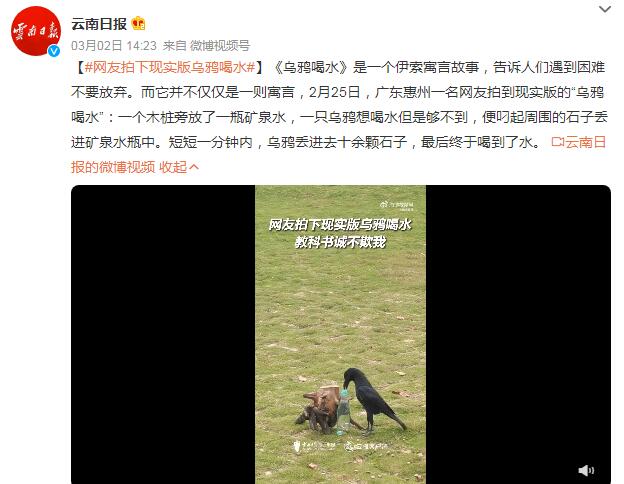 乌鸦喝水真人版视频 网友拍到现实版“乌鸦喝水”