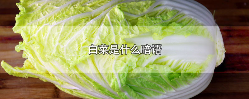 白菜是什么暗语（白菜是什么暗语啊）