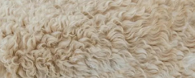 纯羊绒和纯山羊绒区别（羊绒和山羊绒是一样的东西吗）