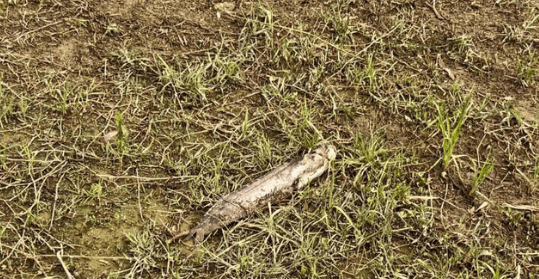 贾鲁河郑州段死鱼原因“成谜”（贾鲁河郑州段哪里的鱼情好）