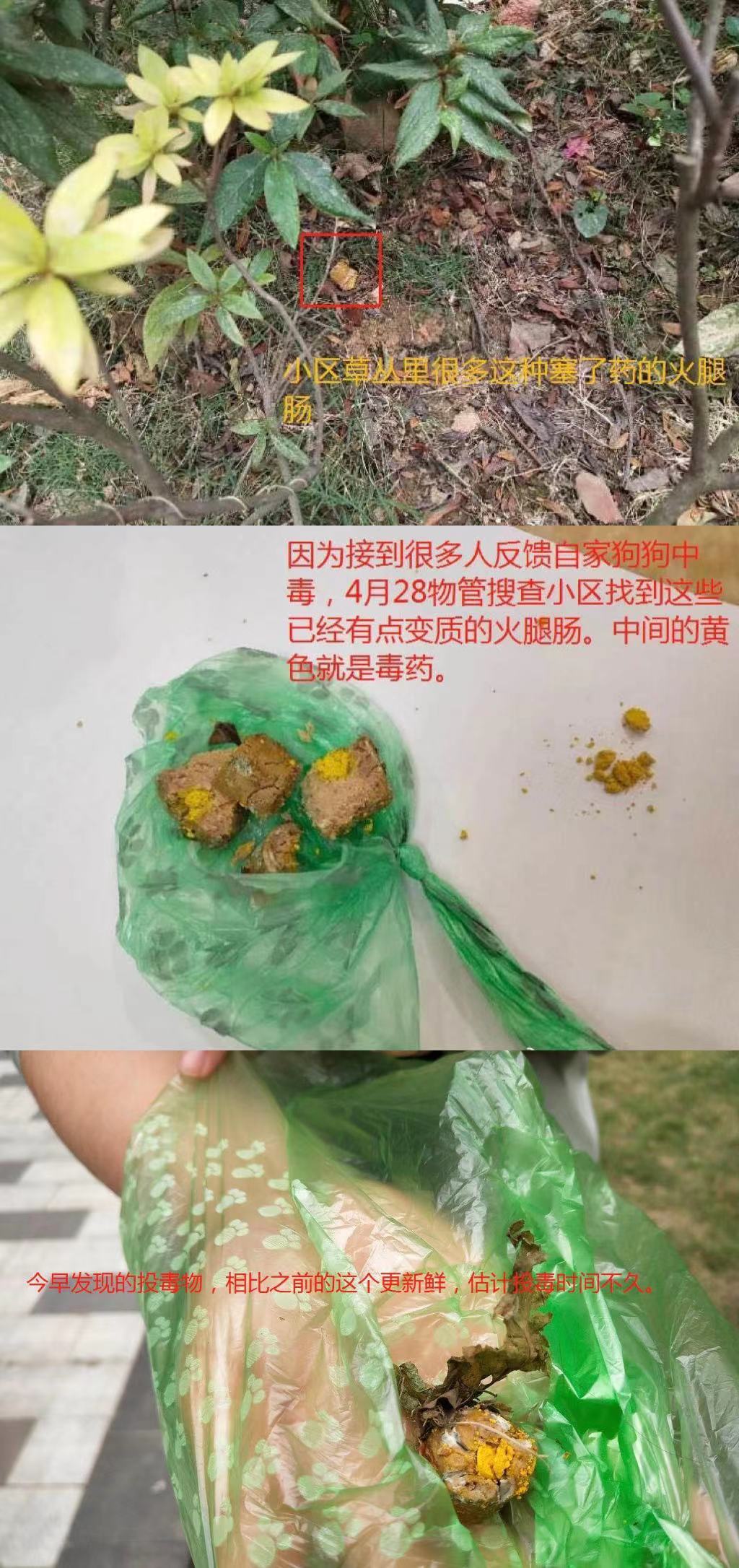 成都一小区多条宠物狗被毒死 成都狗伤人的事件