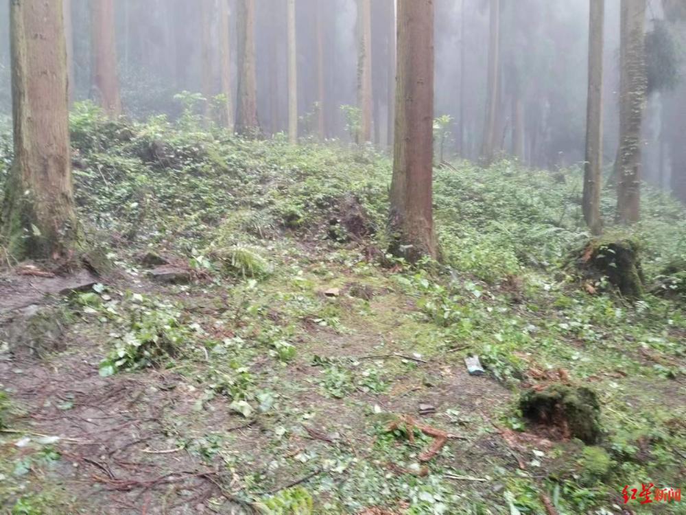 四川什邡林场中3人死亡（什邡国有林场）