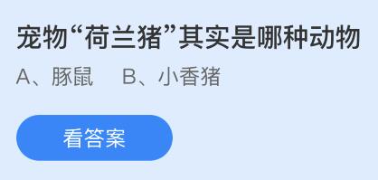 螞蟻小課堂5.7今日答案最新：寵物“荷蘭豬”其實(shí)是哪種動(dòng)物？