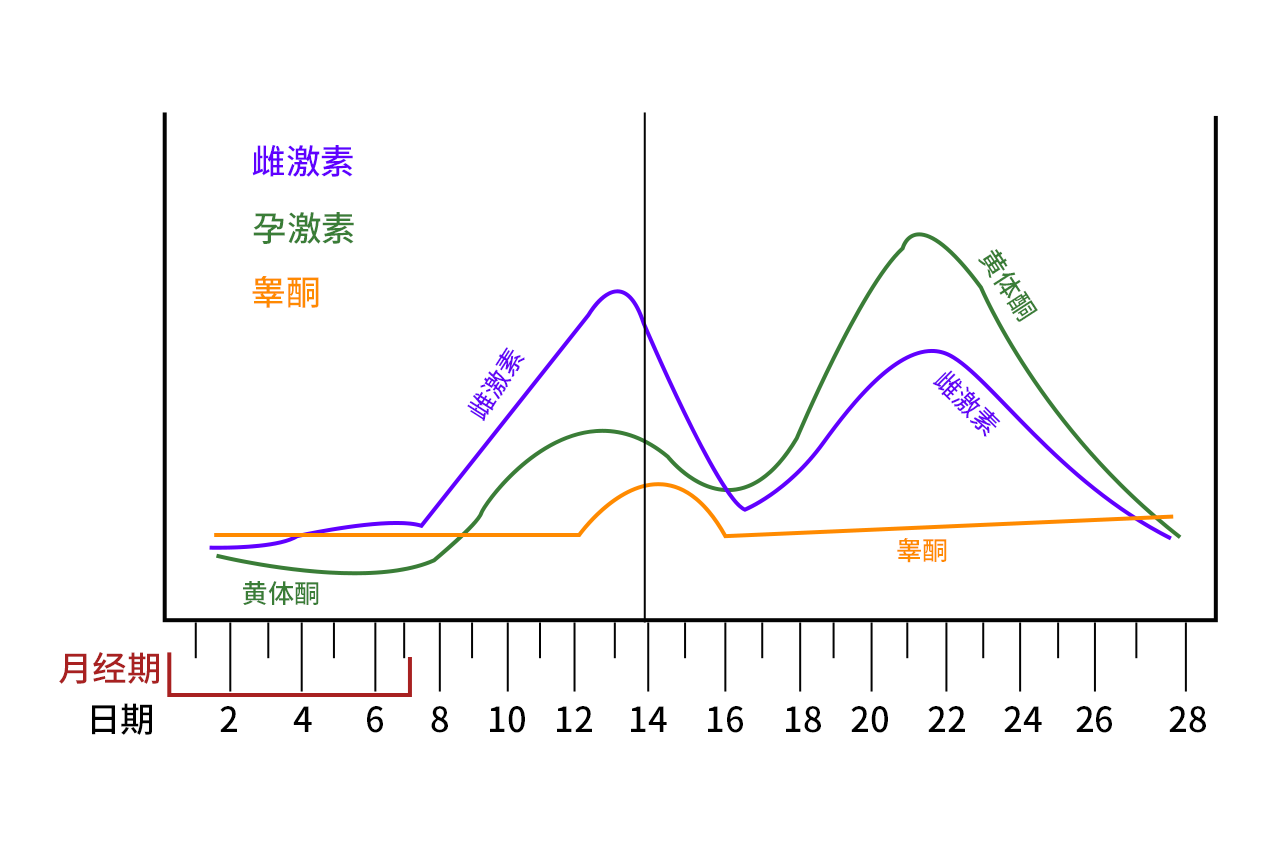 女性生理周期激素变化图（女性生理周期激素趋势图）