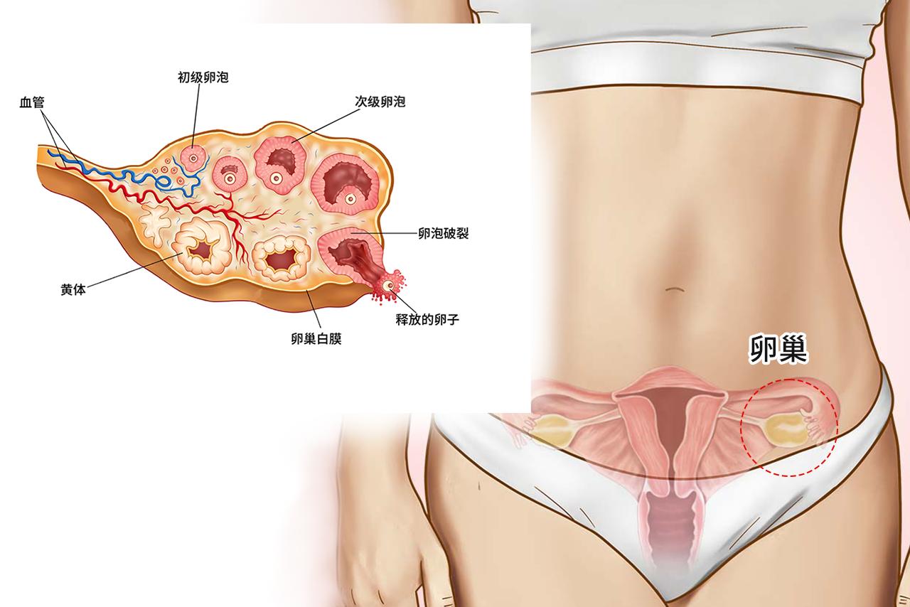 次級卵泡圖片 次級卵泡圖片手繪