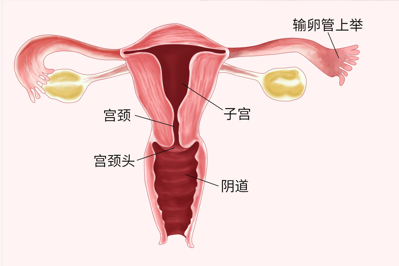 输卵管上举图片位置示意图（输卵管上举图片图库）