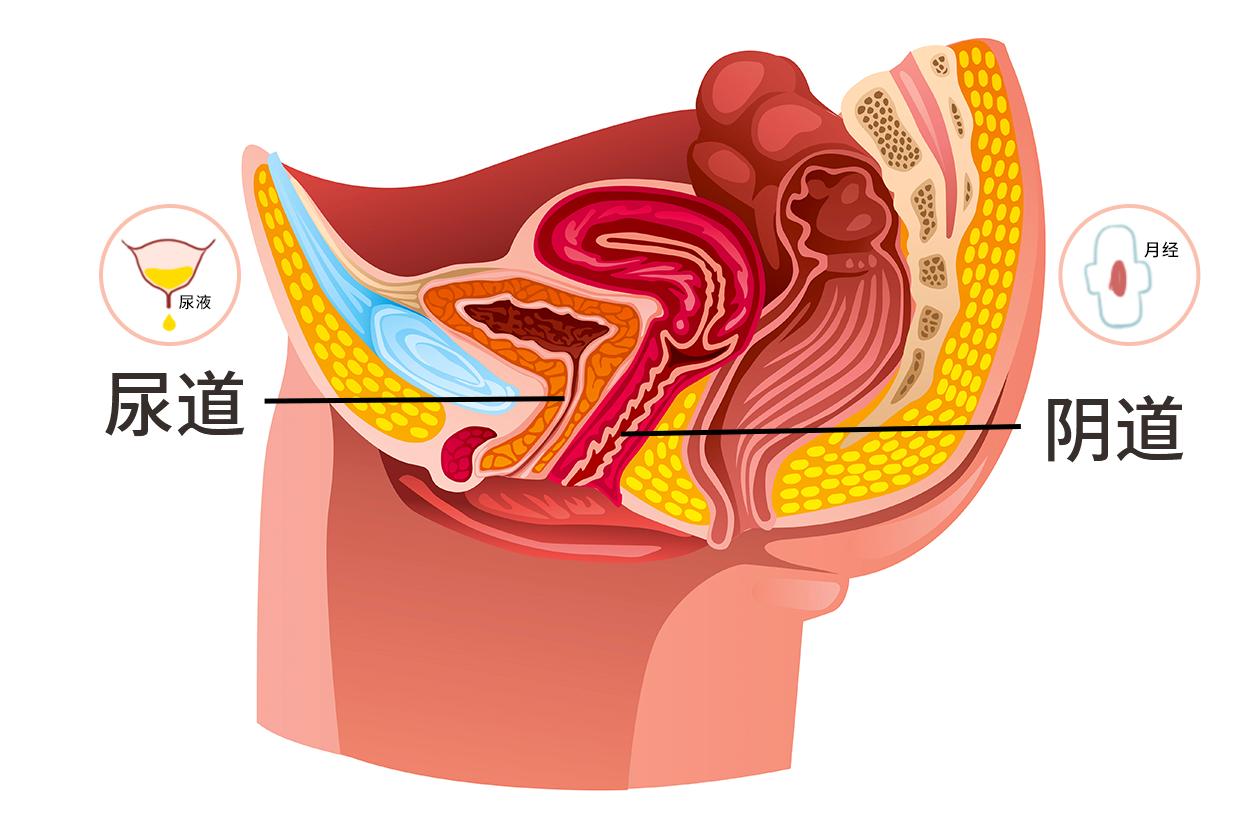 尿道和月经的图解 尿道口和例假是一个地方么