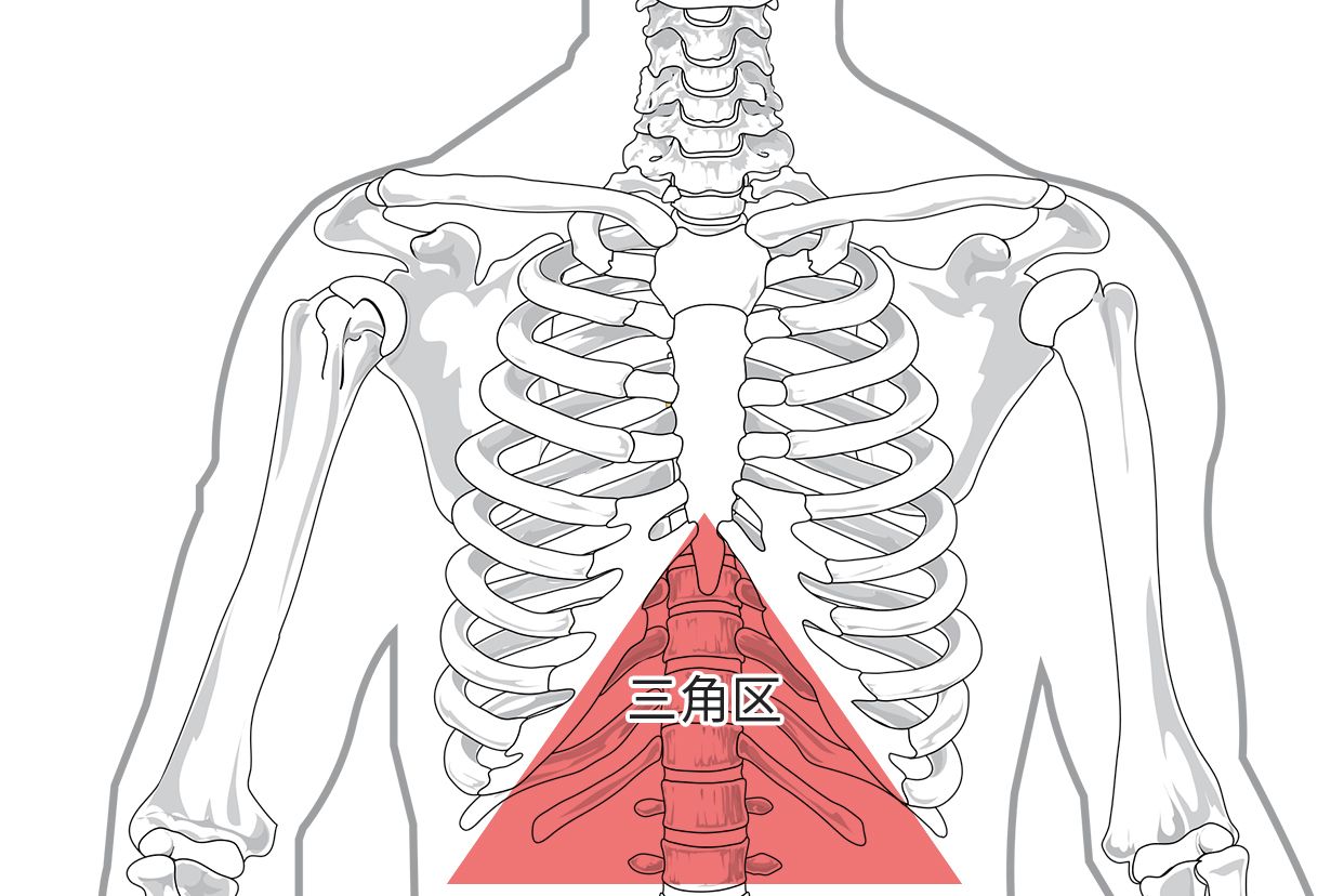 胃最上面三角區(qū)結(jié)構(gòu)圖 胃最上面三角區(qū)按壓疼