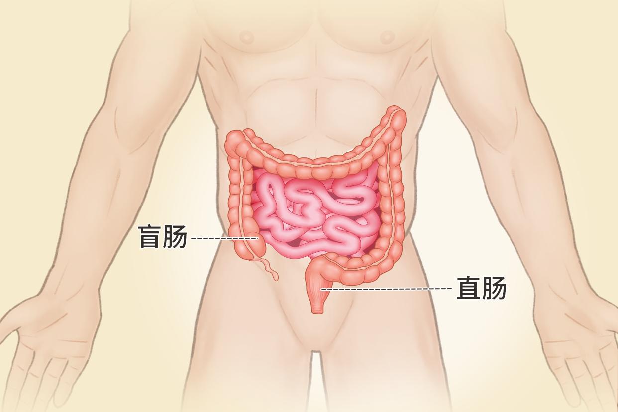 直腸盲腸位置圖片 直腸盲腸位置圖片高清