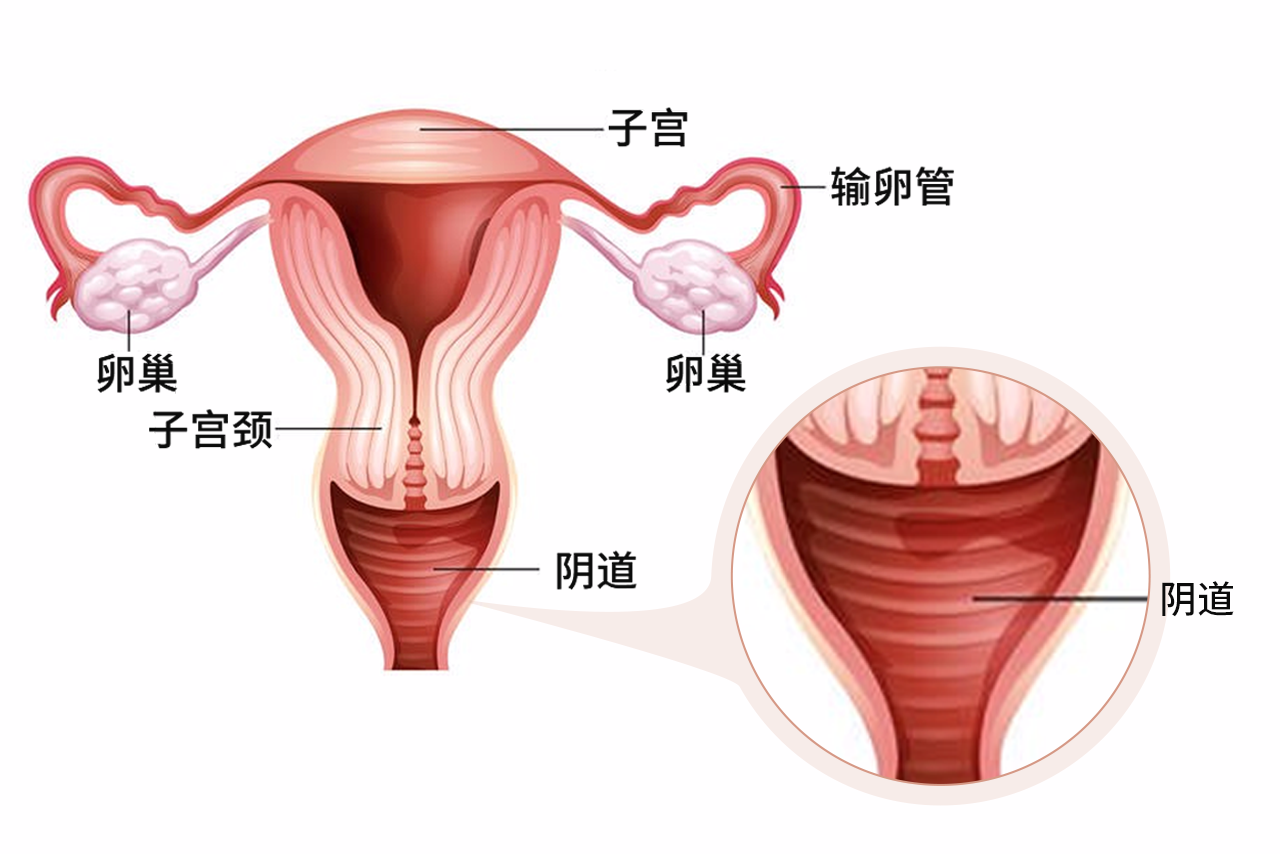 陰道清晰圖片