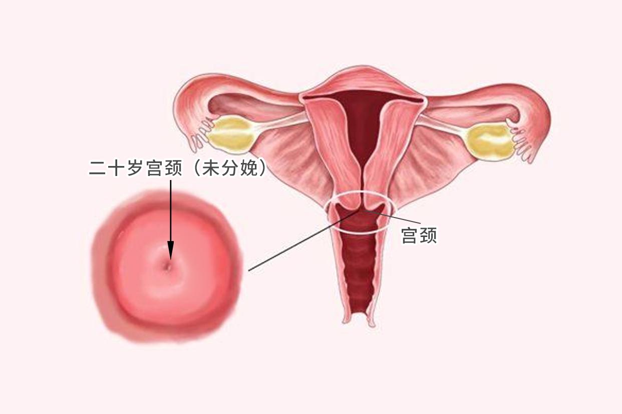 二十岁宫颈图片（二十岁宫颈图片大全）