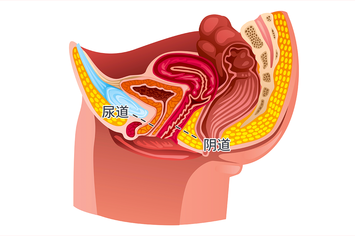 陰道和尿道解剖圖