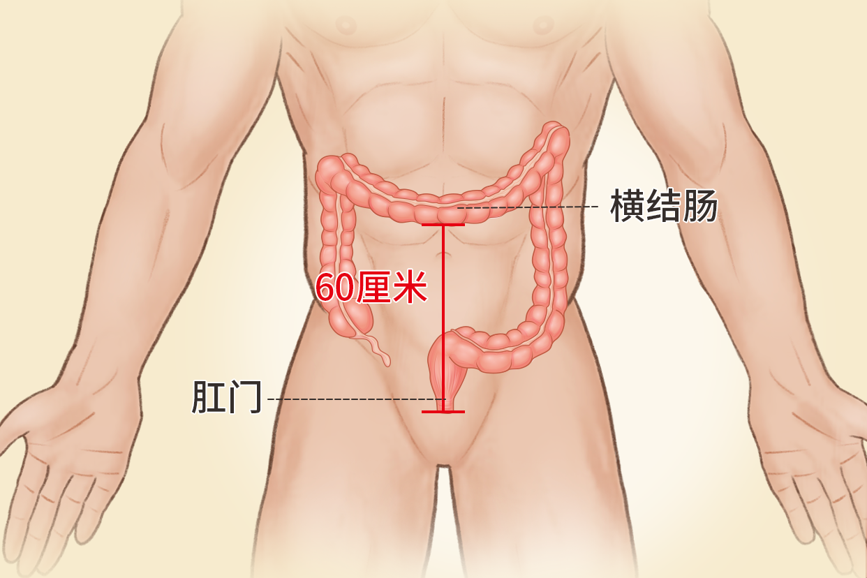 横结肠距肛门60厘米图（横结肠距肛门多少厘米）