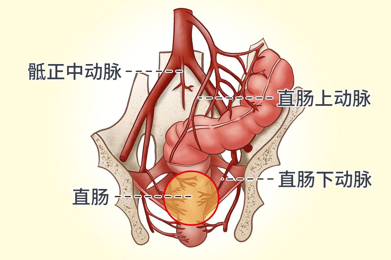 直腸動脈血供應圖（直腸的動脈供應）