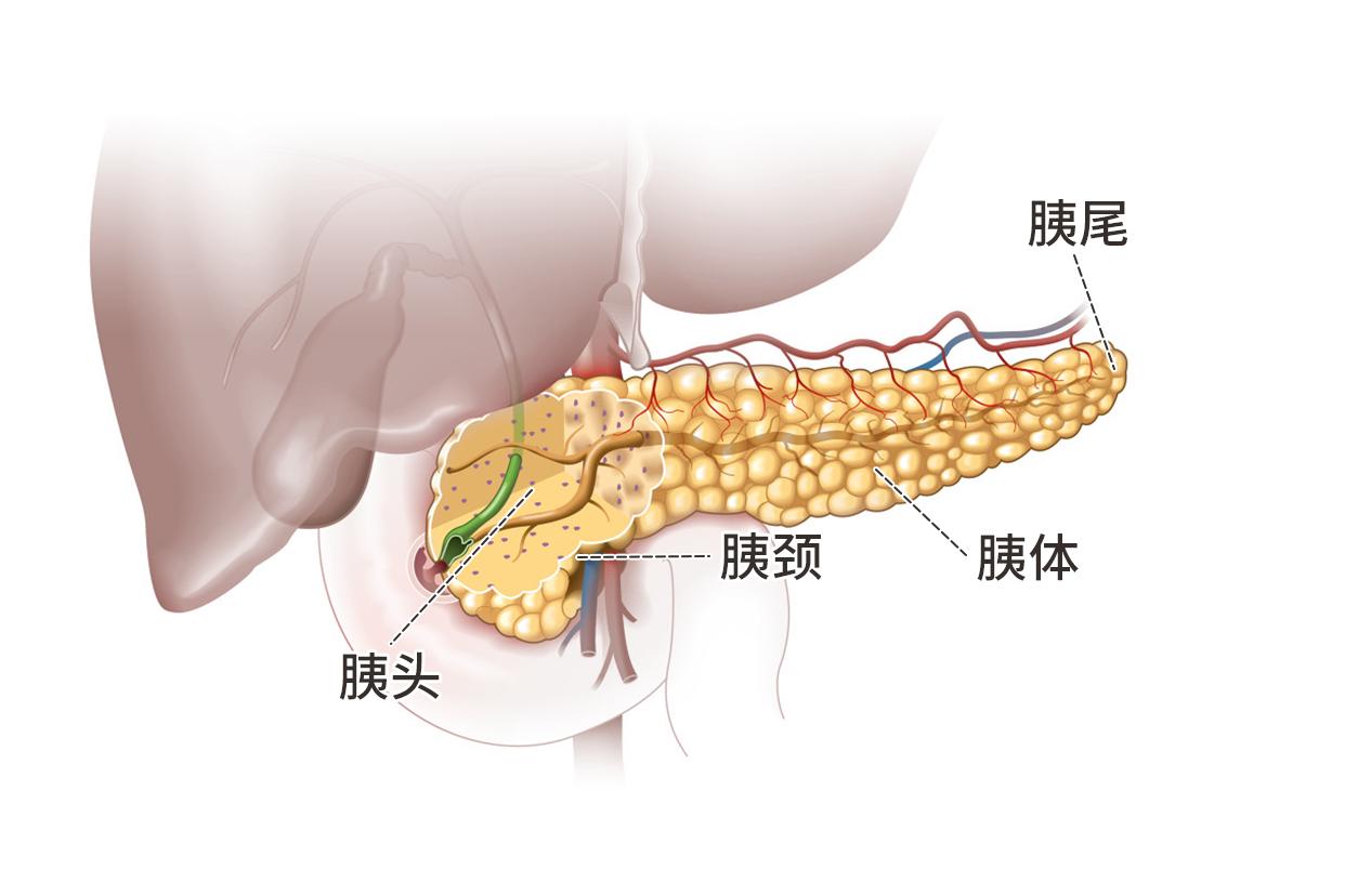 人體胰腺位置、結(jié)構(gòu)圖