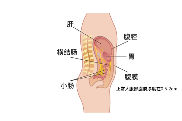 正常人腹部脂肪厚度圖