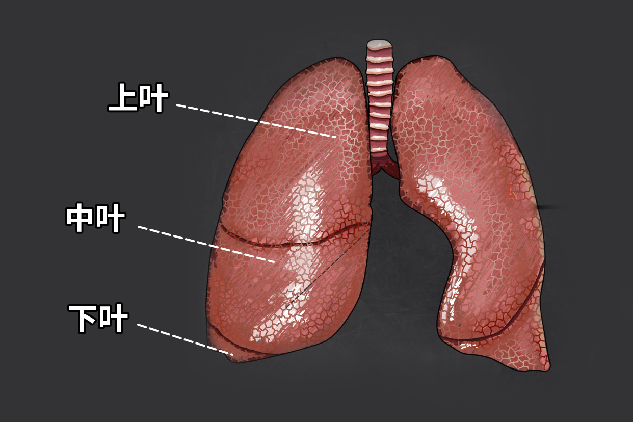 右肺三葉分布圖