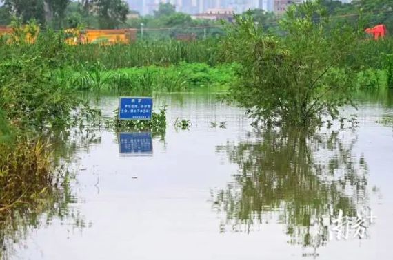 70多条鳄鱼出逃，民兵称将击毙？当地回应：尽量不出门