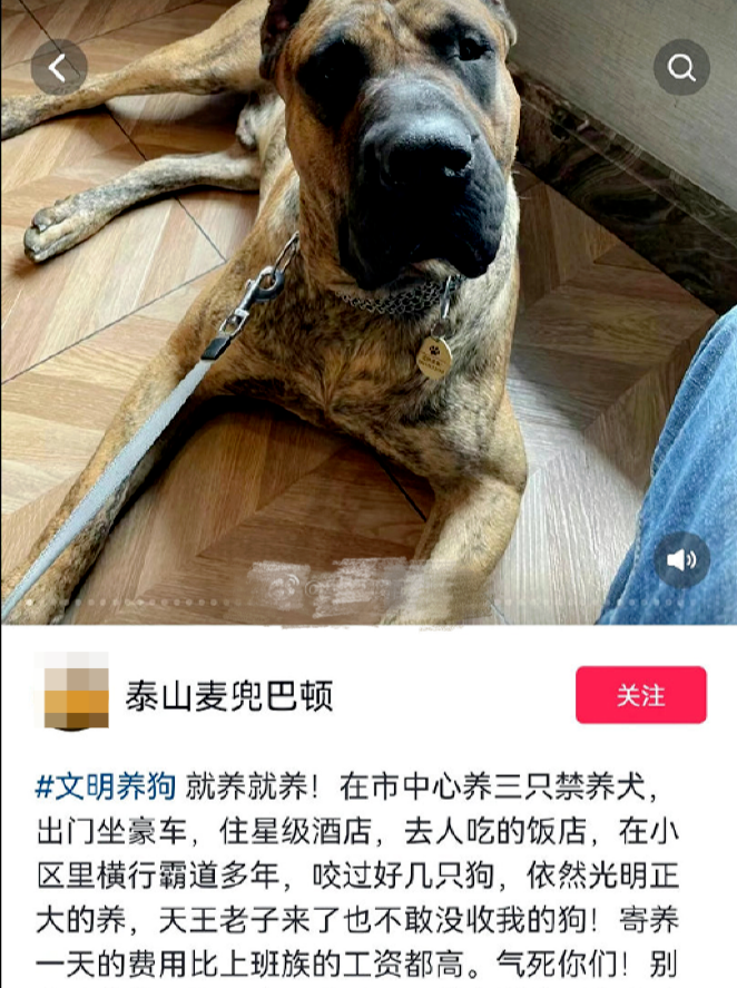 男子炫耀濟南市中心養(yǎng)烈性犬 濟南烈性犬禁養(yǎng)犬