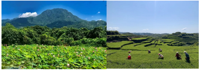 当“莲花楼”走进现实 闽南古厝画卷在此徐徐展开