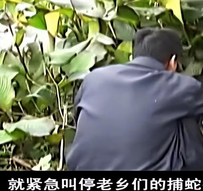 10年廣東一村莊突然涌現(xiàn)上百毒蛇，打不完抓不盡，有2人卻很鎮(zhèn)靜