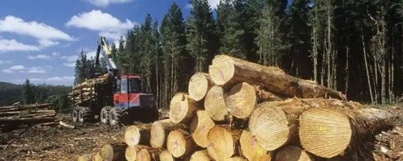 桉树木材价格一般多少钱一吨 桉树木材价格一般多少钱一吨广东