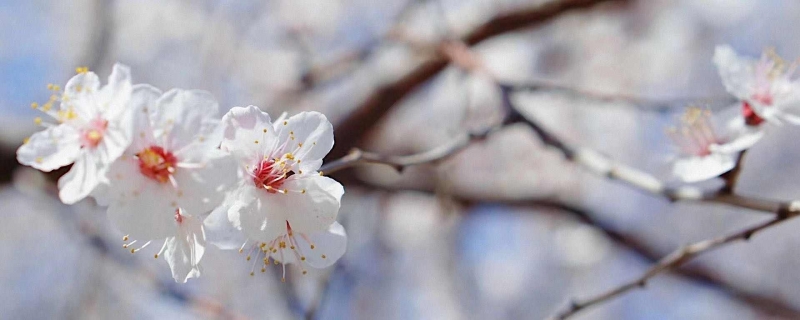 闰月年为什么不能上坟添土