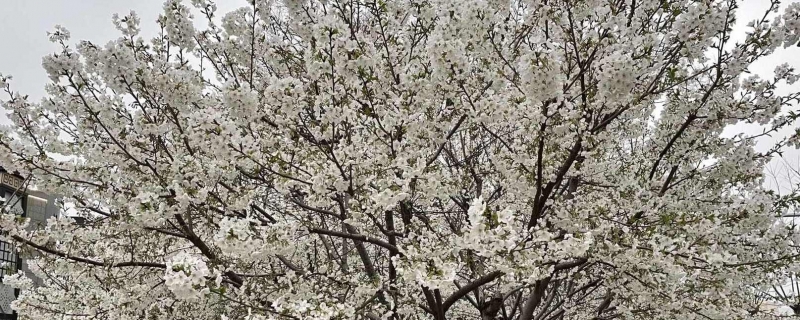 樱花和樱桃花有什么区别