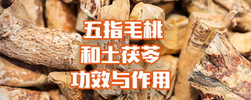 五指毛桃和土茯苓功效与作用 五指毛桃和土茯苓功效与作用和用量